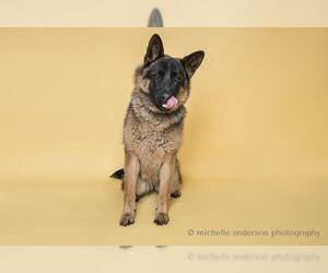 German Shepherd Dog Dogs for adoption in Corona, CA, USA