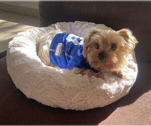 Mutt Dogs for adoption in Allentown,, PA, USA