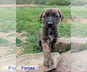 German Shepherd Dog-Unknown Mix Dogs for adoption in Hinton, WV, USA