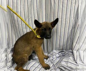 Mutt Dogs for adoption in Modesto, CA, USA