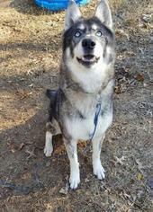 German Shepherd Dog-Siberian Husky Mix Dogs for adoption in Edmond, OK, USA
