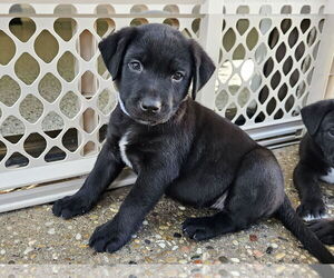 Labrador Retriever-Unknown Mix Dogs for adoption in Mission Viejo, CA, USA