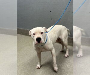 American Pit Bull Terrier-Unknown Mix Dogs for adoption in Las Vegas, NV, USA