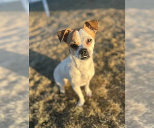 Chug Dogs for adoption in Salt Lake City, UT, USA