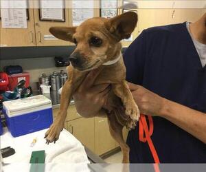 Chihuahua Dogs for adoption in Riverside, CA, USA