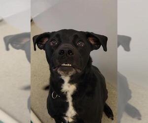 Labrador Retriever-Unknown Mix Dogs for adoption in West Valley, UT, USA