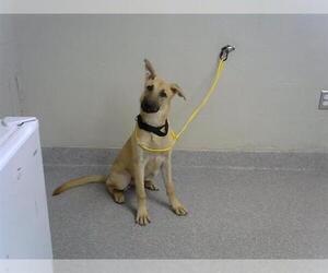 German Shepherd Dog Dogs for adoption in Pasadena, TX, USA