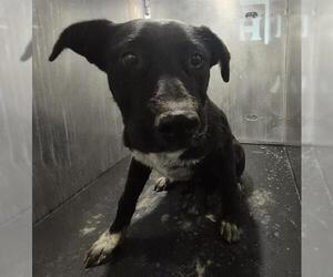 Labrador Retriever-Unknown Mix Dogs for adoption in San Antonio, TX, USA