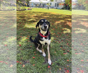 Huskies -Rottweiler Mix Dogs for adoption in west Palm Beach, FL, USA