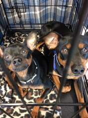 Miniature Pinscher Dogs for adoption in Crestview, FL, USA