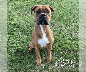 Boxer-Unknown Mix Dogs for adoption in Irvine, CA, USA