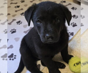 German Shepherd Dog-Unknown Mix Dogs for adoption in Minneapolis, MN, USA