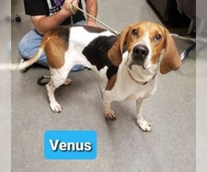 English Foxhound Dogs for adoption in Richmond, IN, USA