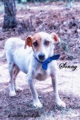 Jack Russell Terrier Dogs for adoption in Leesburg, FL, USA