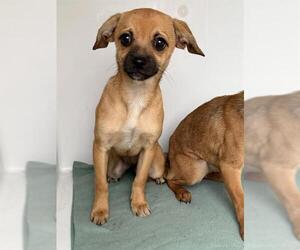 Chihuahua-Unknown Mix Dogs for adoption in Houston, TX, USA