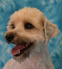 Maltipoo Dogs for adoption in Eureka, CA, USA