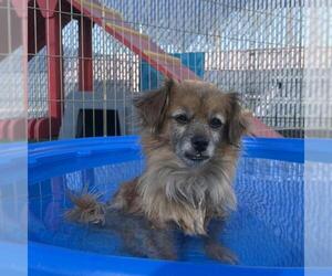 Chihuahua Dogs for adoption in Redlands, CA, USA