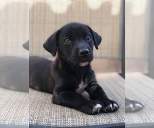 Borador Dogs for adoption in Phoenix, AZ, USA