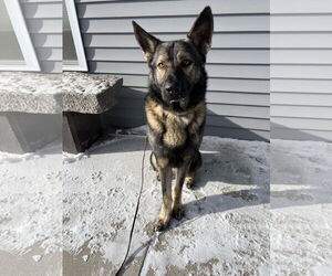Mutt Dogs for adoption in Duluth, MN, USA
