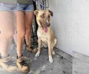 Carolina Dog Dogs for adoption in Stockton, CA, USA