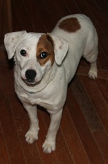 Beagle Dogs for adoption in Pipestem, WV, USA