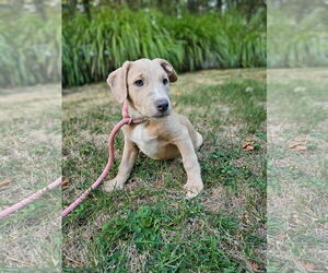 Labrador Retriever-Unknown Mix Dogs for adoption in Rockaway, NJ, USA