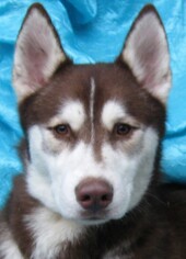 Medium Photo #1 Siberian Husky Puppy For Sale in Cuba, NY, USA