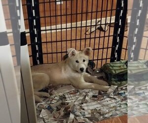 Medium Photo #1 German Shepherd Dog-Huskies  Mix Puppy For Sale in Newnan, GA, USA