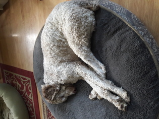 Poodle (Standard) Dogs for adoption in Portland, OR, USA