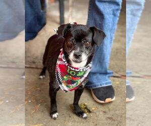 Chihuahua Dogs for adoption in Pittsburg, CA, USA