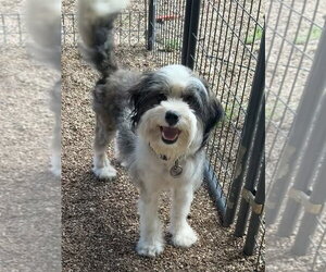 Bearded Collie-Unknown Mix Dogs for adoption in Bolivar, MO, USA
