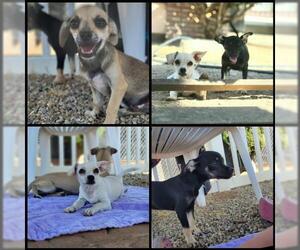 Chihuahua Dogs for adoption in Canyon Country, CA, USA