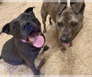 Staffordshire Bull Terrier Dogs for adoption in Maryville, TN, USA