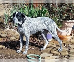 German Shorthaired Pointer-Unknown Mix Dogs for adoption in Menlo Park, CA, USA