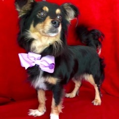 Cavalier King Charles Spaniel-Unknown Mix Dogs for adoption in Barre, MA, USA
