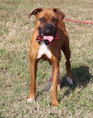 Medium Photo #1 Boxer Puppy For Sale in Lytle, TX, USA
