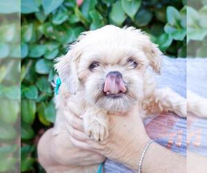 Shih Tzu Dogs for adoption in Pittsburg, CA, USA