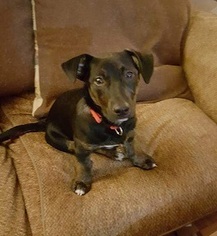 Dorgi Dogs for adoption in St Louis, MO, USA