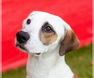 Labrador Retriever-Unknown Mix Dogs for adoption in Canton, CT, USA