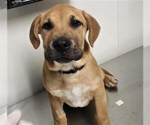 Bullmastiff-Unknown Mix Dogs for adoption in Bakersfield, CA, USA