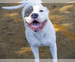American Staffordshire Terrier-Unknown Mix Dogs for adoption in Tallahassee, FL, USA