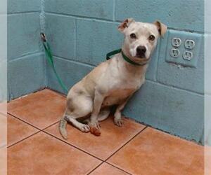 Chihuahua Dogs for adoption in Downey, CA, USA