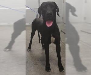 Great Dane Dogs for adoption in Rosenberg, TX, USA