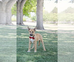 Labrador Retriever-Unknown Mix Dogs for adoption in Sandy, UT, USA