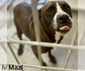 Mutt Dogs for adoption in Shelburne, VT, USA