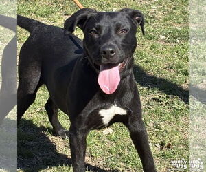 Labrador Retriever-Retriever Mix Dogs for adoption in Washington, DC, USA