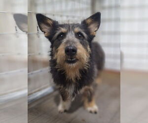 Pembroke Welsh Corgi-Unknown Mix Dogs for adoption in Plymouth, MN, USA
