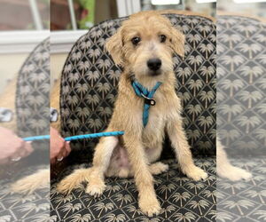 Mutt Dogs for adoption in Mundelein, IL, USA