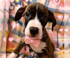 Boxer-Unknown Mix Dogs for adoption in Sterling, MA, USA