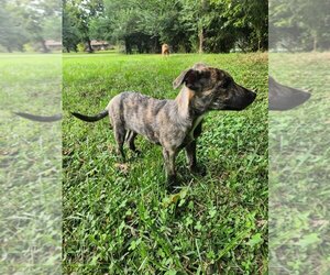 Mutt Dogs for adoption in Kannapolis, NC, USA